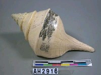 藏品(大型海貝毫芒雕刻)的圖片